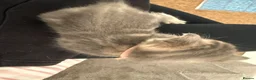 Mixed Breed cats for sale: Five beautiful kittens  - Advert 15