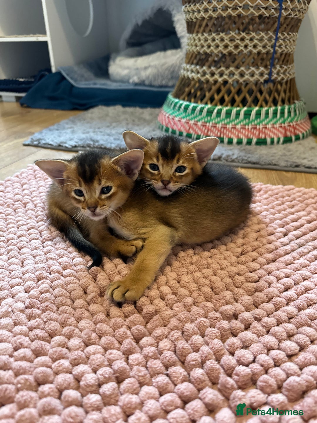 Abyssinian cats for sale: Pedigree Abyssinian kittens  - Advert 11