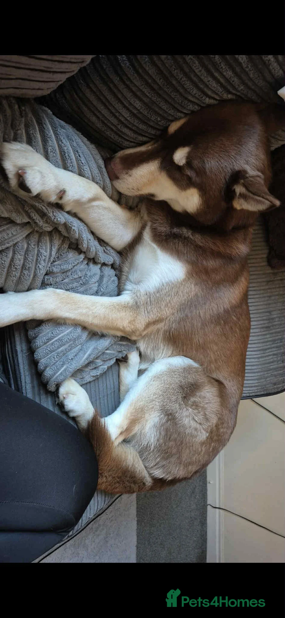 Siberian Husky dogs for sale: Meet Tyr the Husky 🐕💙 - Advert 3