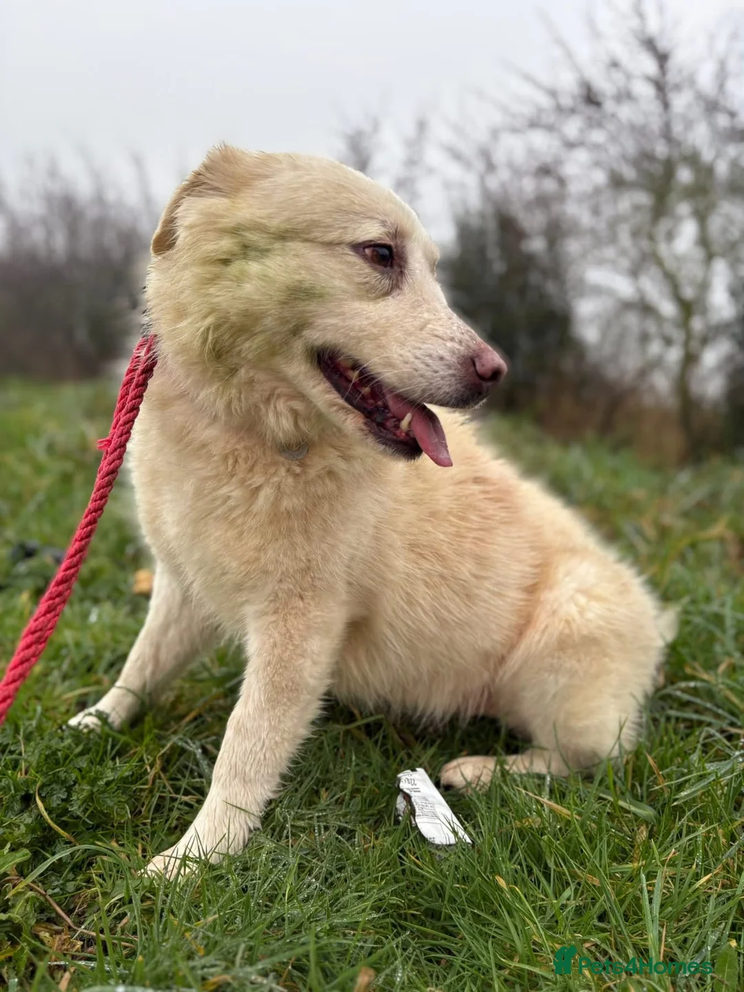 Mixed Breed dogs for adoption: Granny - Norwich Norwich  - Advert 5