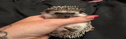 Pygmy Hedgehog rodents for sale: African Pygmy hedgehog babies for sale in Redruth - Advert 3