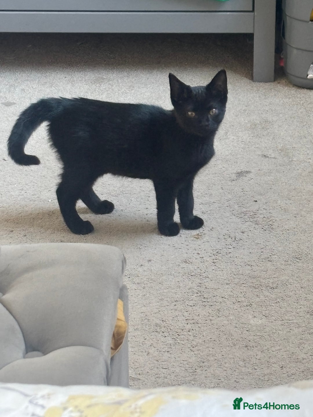 Domestic Shorthair cats for sale: Domestic and BSH Kittens  - Image 11