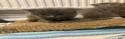Ragdoll cats for sale: Beautiful Ragdoll kittens x Long haired Russian  in Plymouth - Advert 12