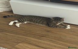 Domestic Shorthair cats for sale: Beautiful female tabby cat for sale  - Image 7