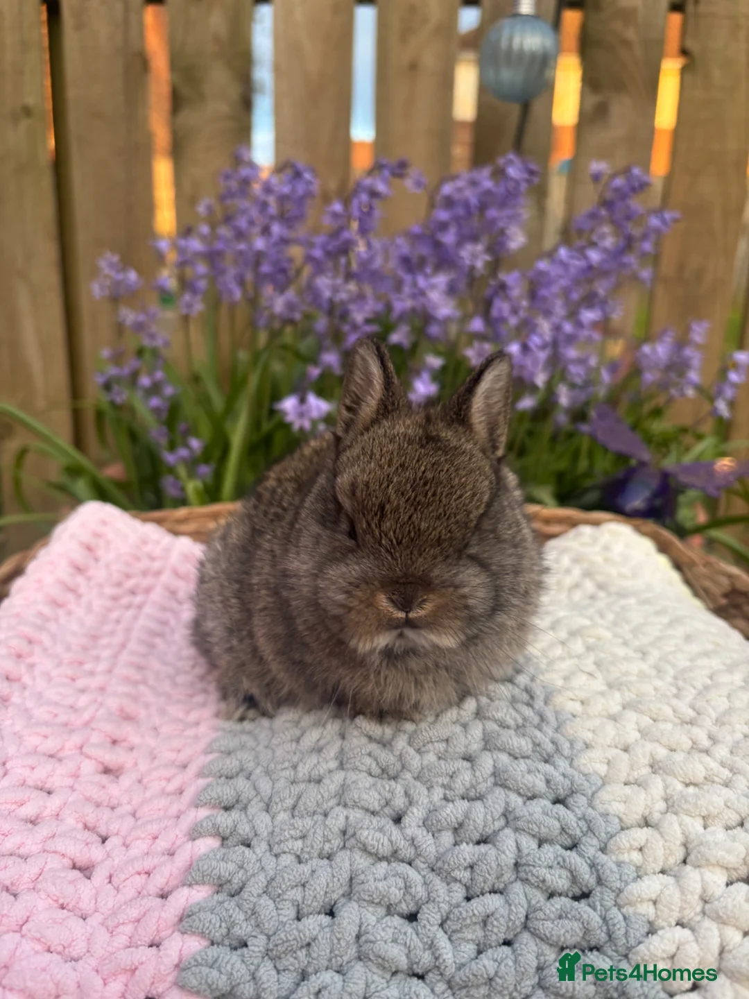 Mini Lop rabbits for sale: Mini lops  - Advert 6