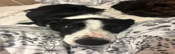 Border Collie dogs for sale: 3 y/o female border collie - Advert 7
