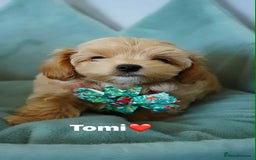 Maltipoo dogs for sale: Tiny F1 Asian Maltipoo puppies. Ready now! - Image 14