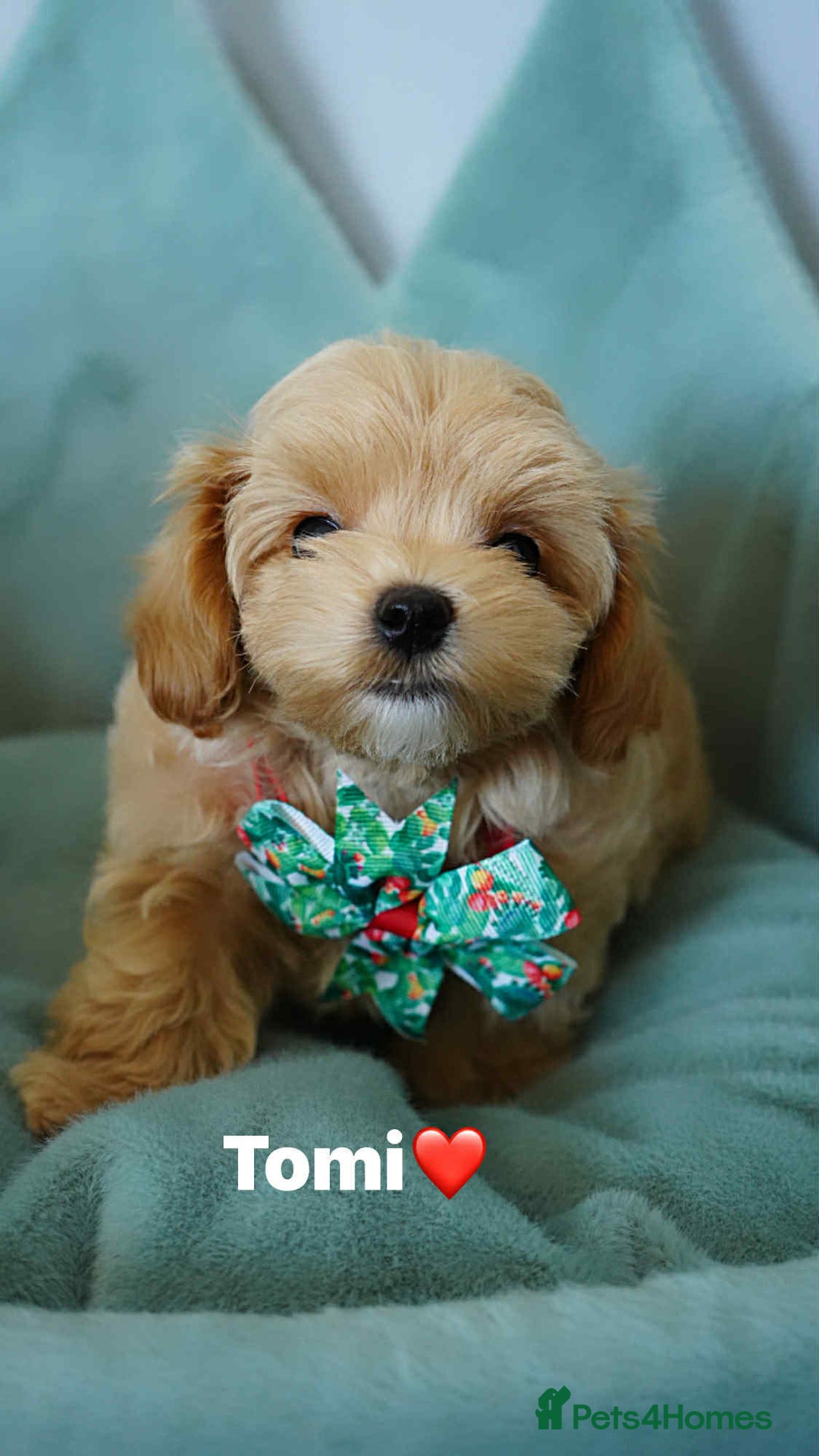 Maltipoo dogs for sale: Tiny F1 Asian Maltipoo puppies. Ready now! - Image 14