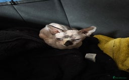 Sphynx cats for sale: Gorgeous white and blue sphynx female cat  - Image 2