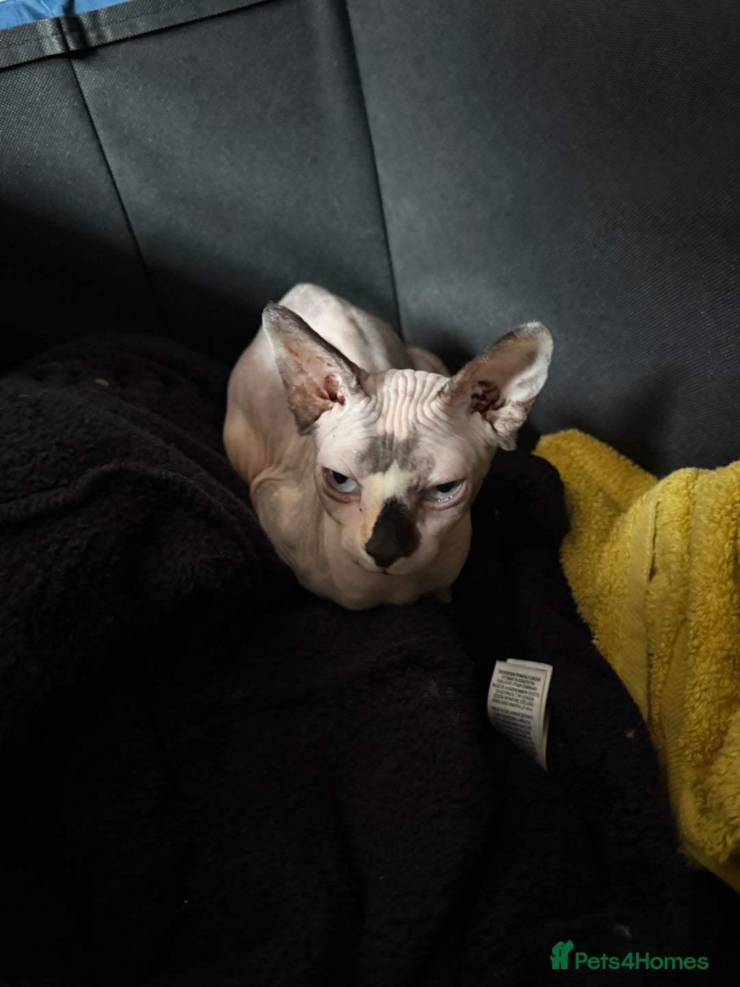 Sphynx cats for sale: Gorgeous white and blue sphynx female cat  - Image 2