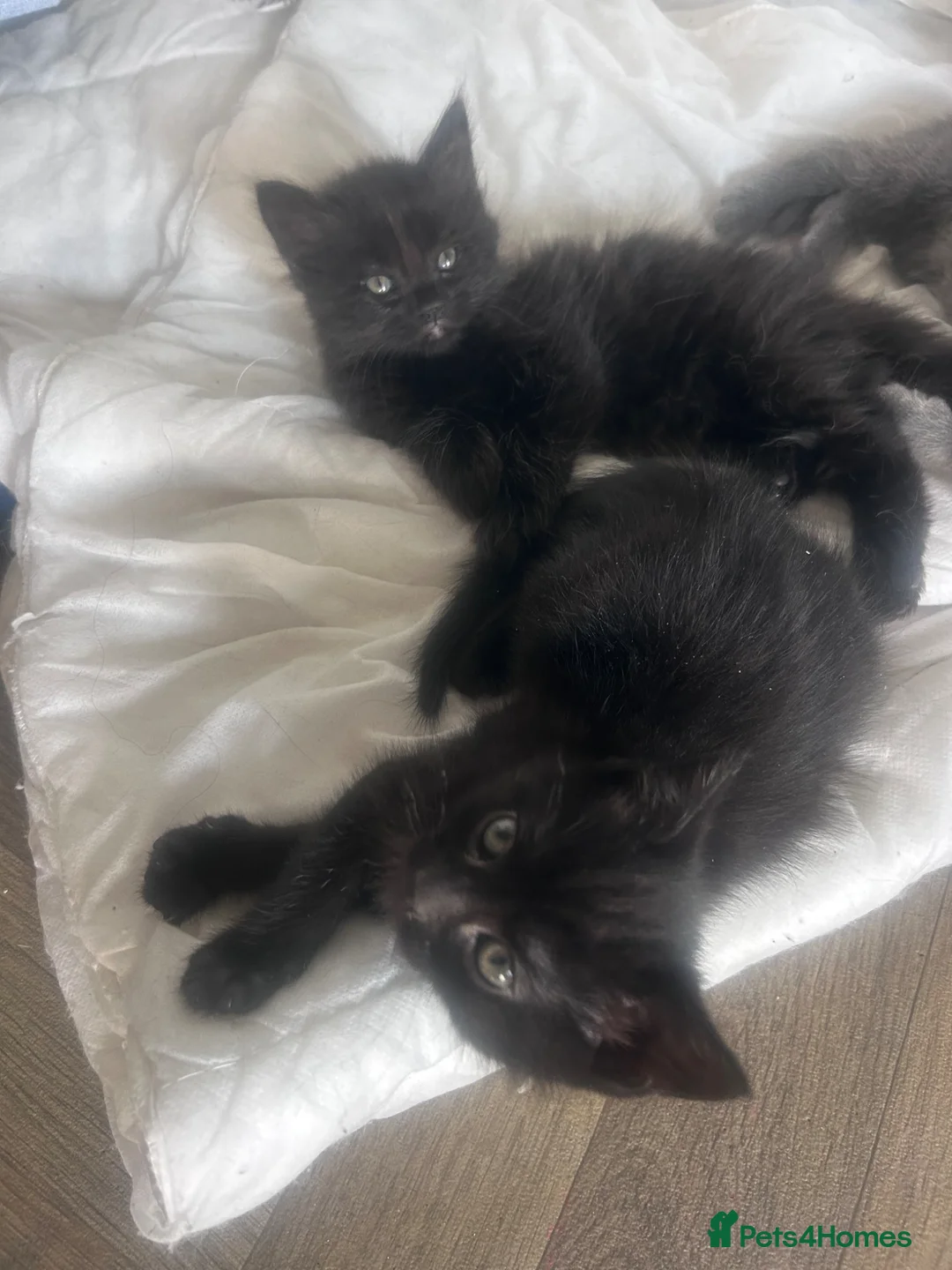 Mixed Breed cats for sale: Two black male kittens  - Advert 2