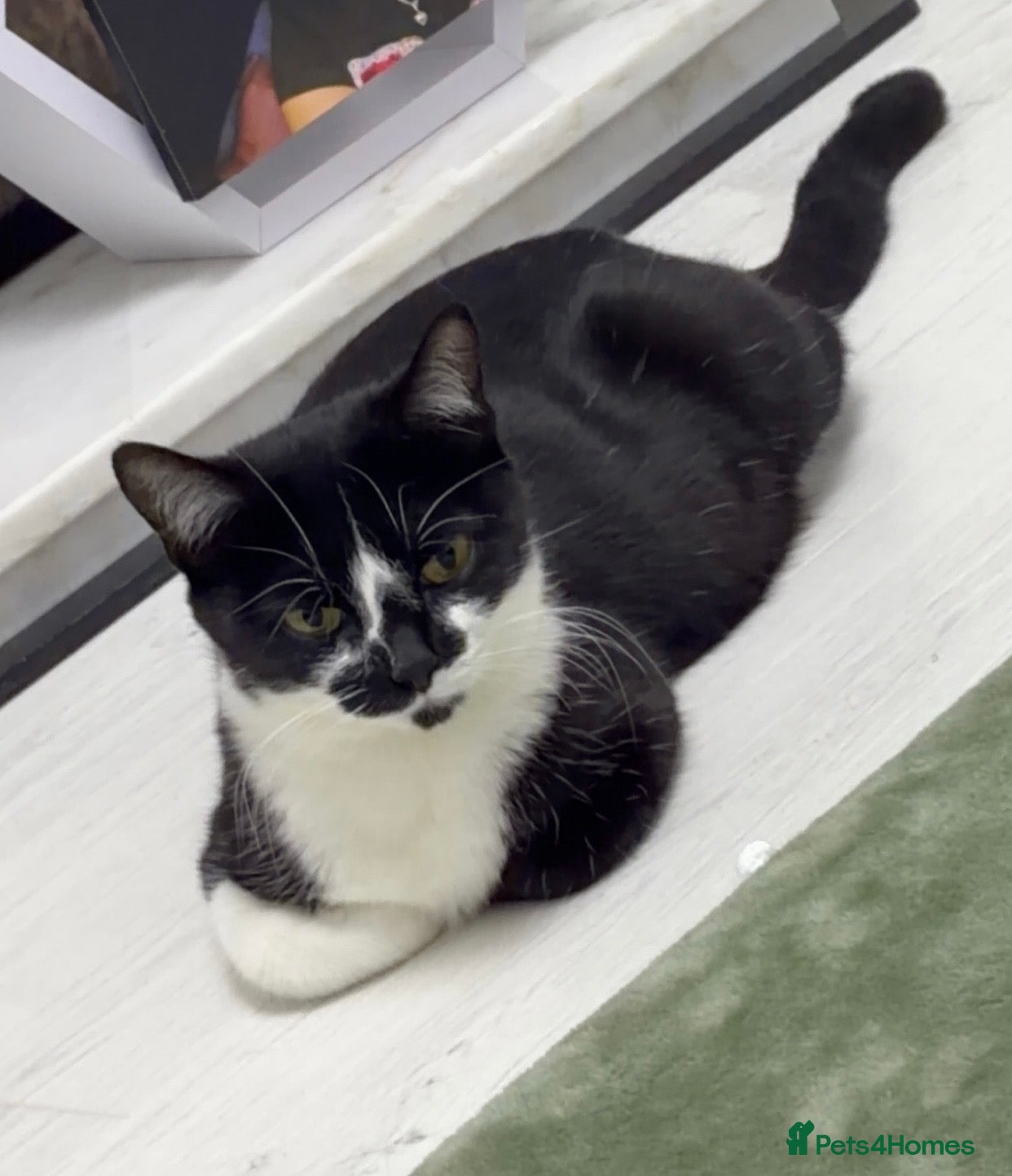 American Shorthair cats 3 Girls 1 Boy - Advert 2