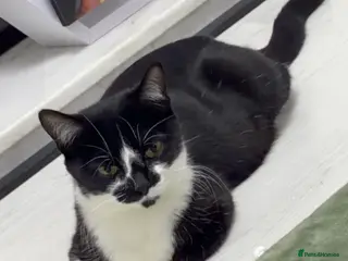 American Shorthair cats 3 Girls 1 Boy - Advert 6