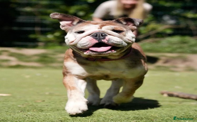 Mixed Breed dogs - Advert 13