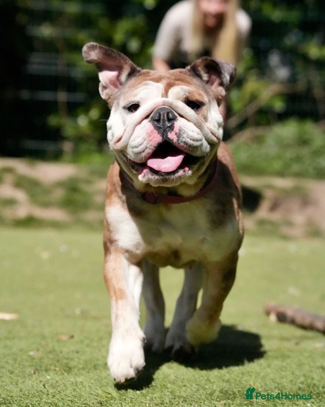Mixed Breed dogs for adoption: Pebbles is in search of her forever home! - Image 1