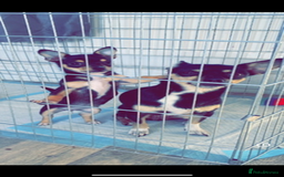 Mixed Breed dogs for sale: Chihuahua puppies  - Image 4