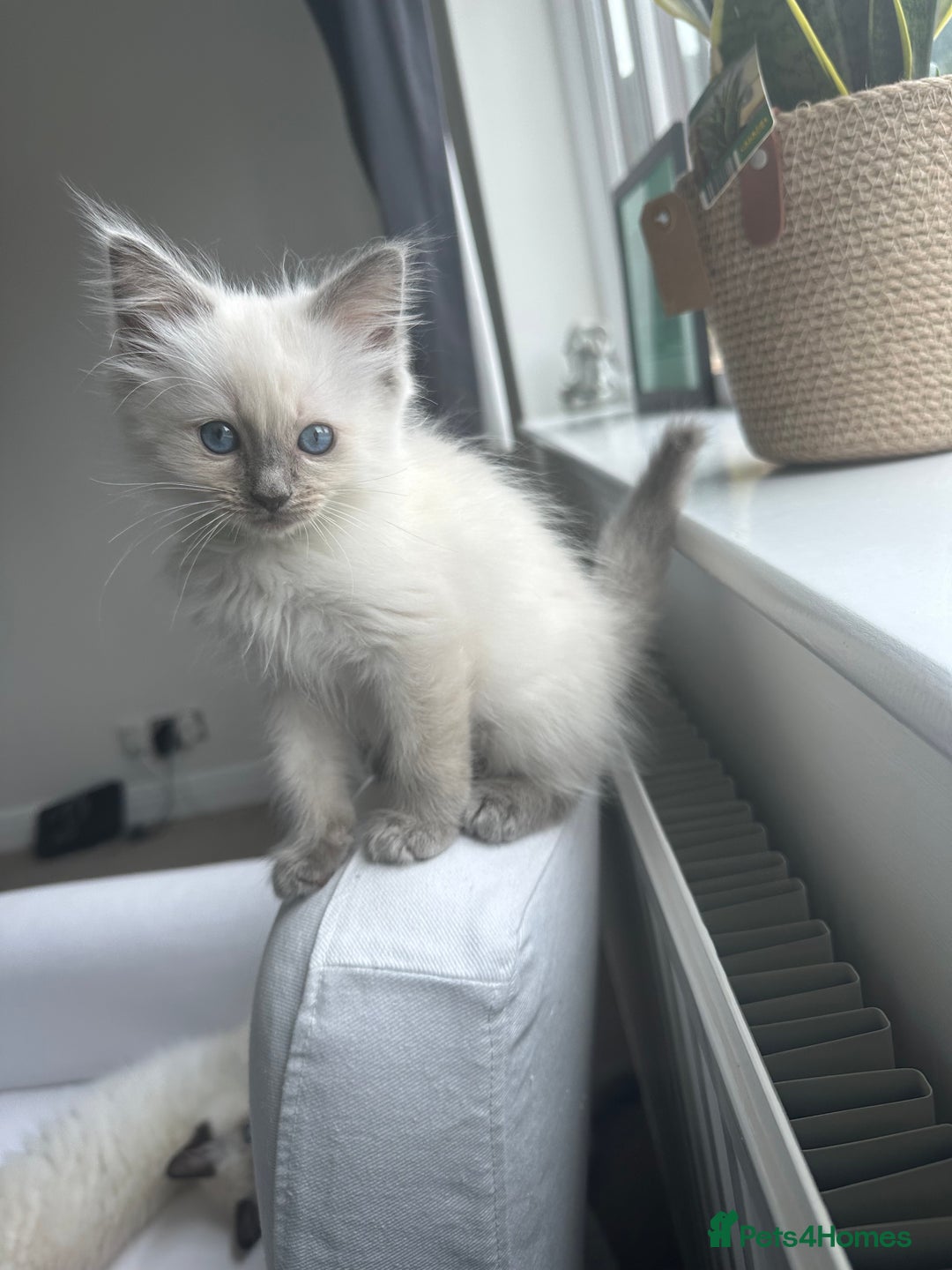 Ragdoll cats for sale: GCCF Registered Ragdoll Kittens Available! 🐾 in Taunton - Image 29