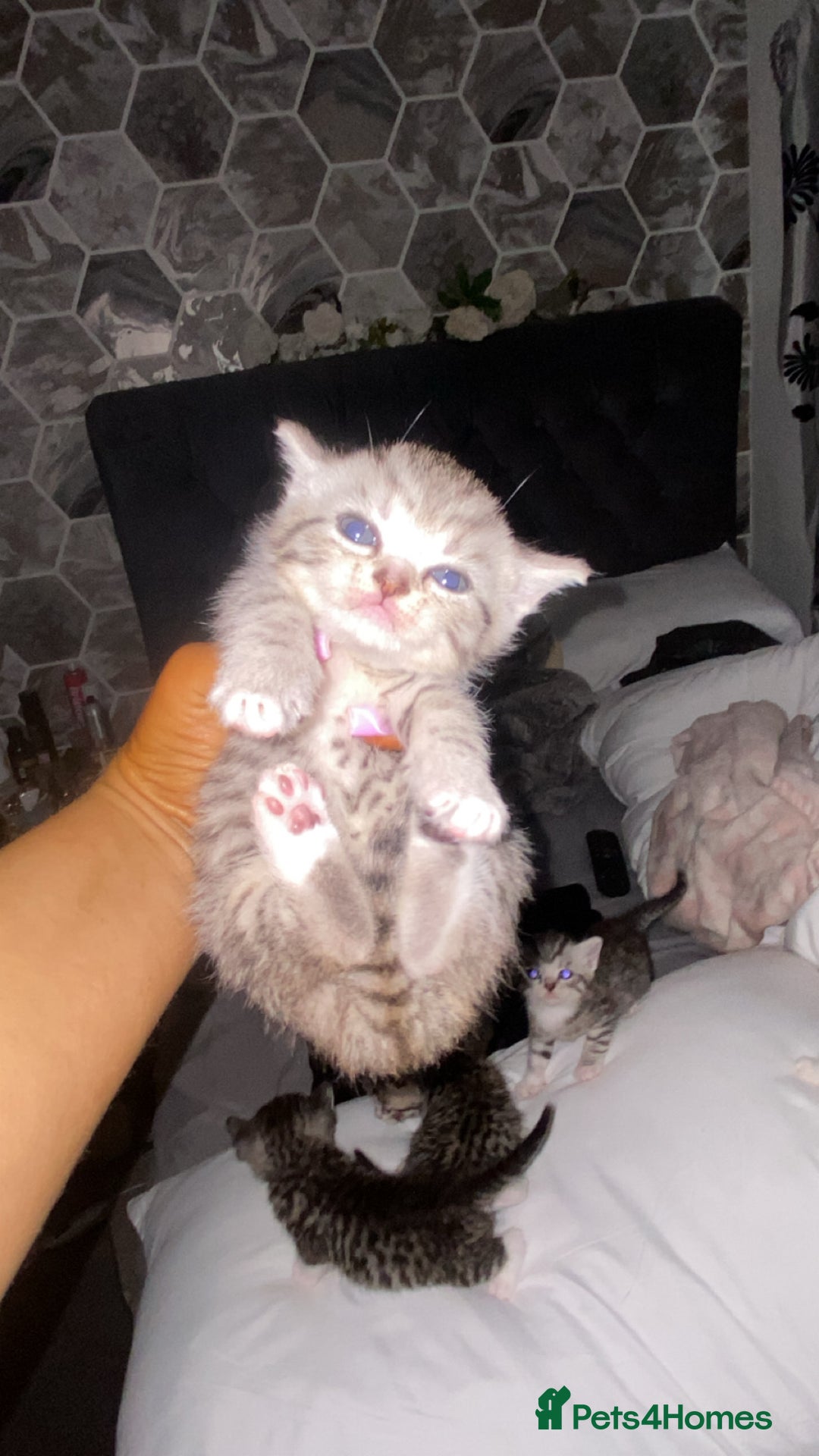 Mixed Breed cats for sale: 6 x stunning British shorthair kittens ❤️ - Image 5