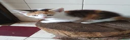 Mixed Breed cats for sale: Fun Fun Fun - Advert 10