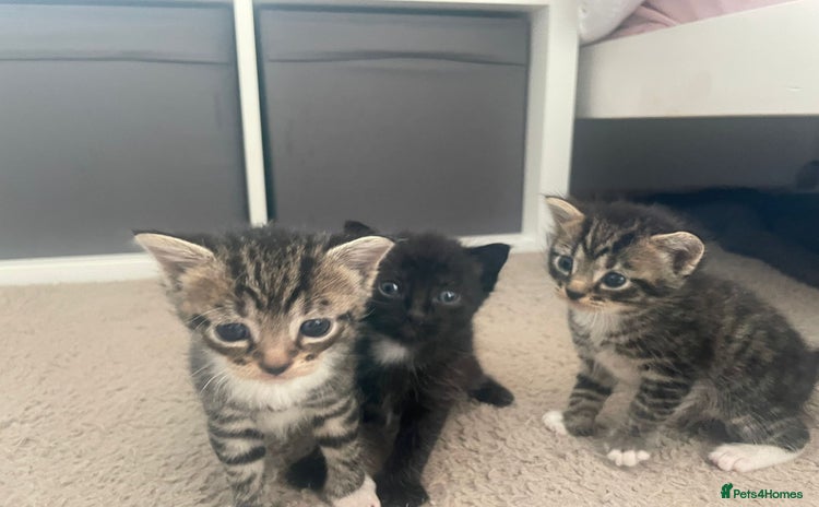 Domestic Shorthair cats - Advert 1