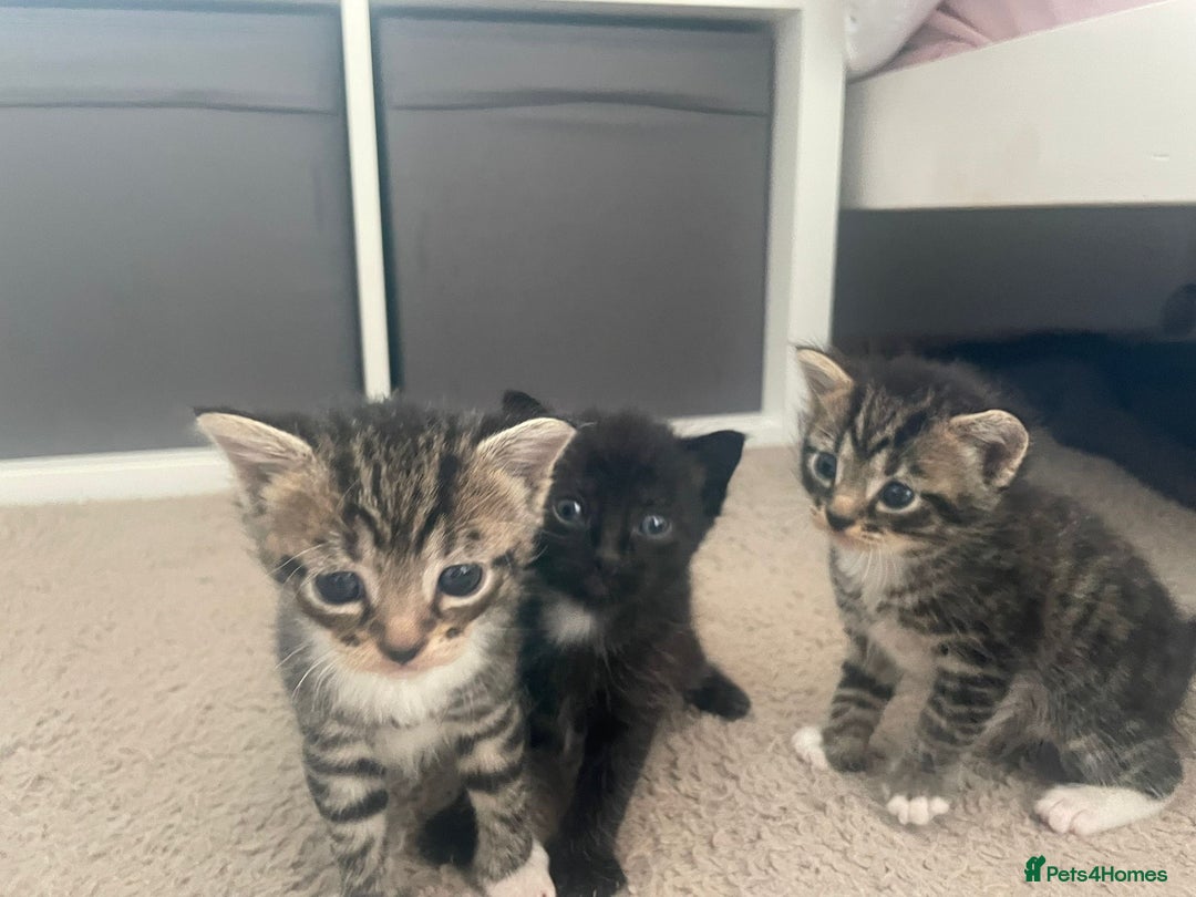 Domestic Shorthair cats for sale: Domestic shorthair - Image 1