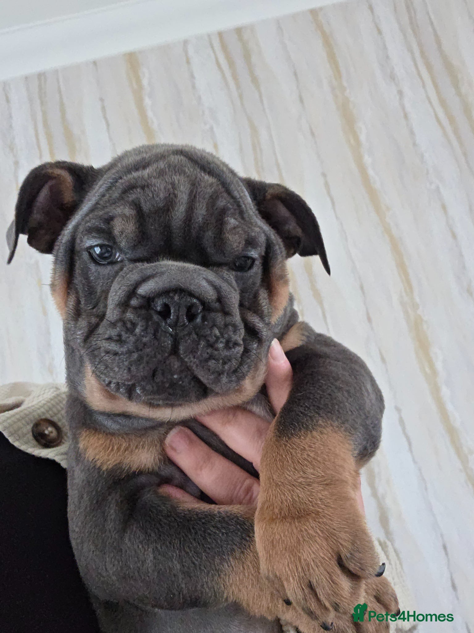 English Bulldog dogs british bulldog pups ready now  - Advert 6