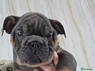 English Bulldog dogs british bulldog pups ready now - Advert 6
