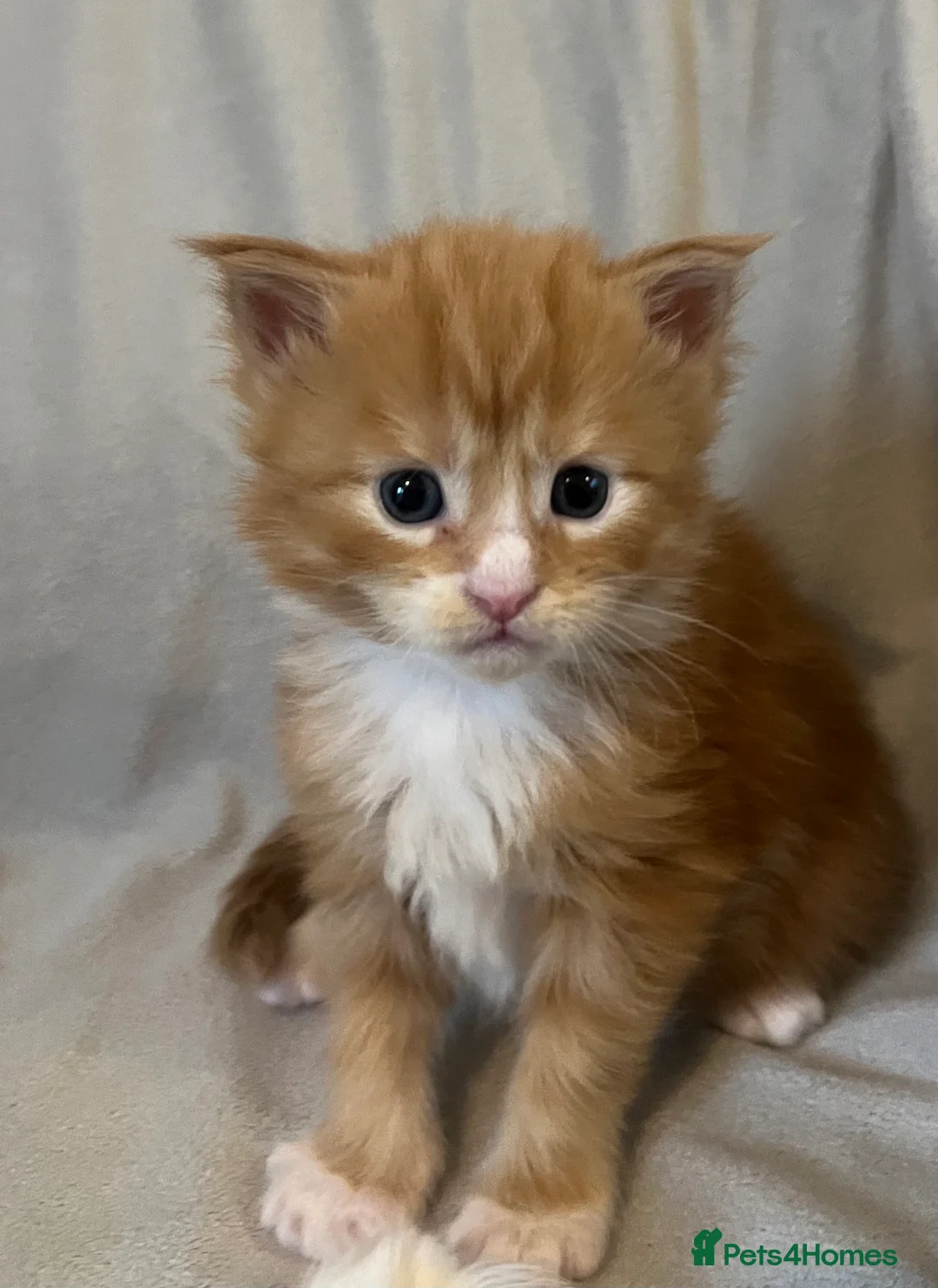 Maine Coon cats for sale: Beautiful and healthy litter of Maine coon kittens - Advert 14