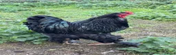 Chickens poultry for sale: Pair of brahmas - Advert 39