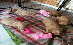 Cockapoo dogs for sale: Beautiful Cockapoo Pups  - Image 21