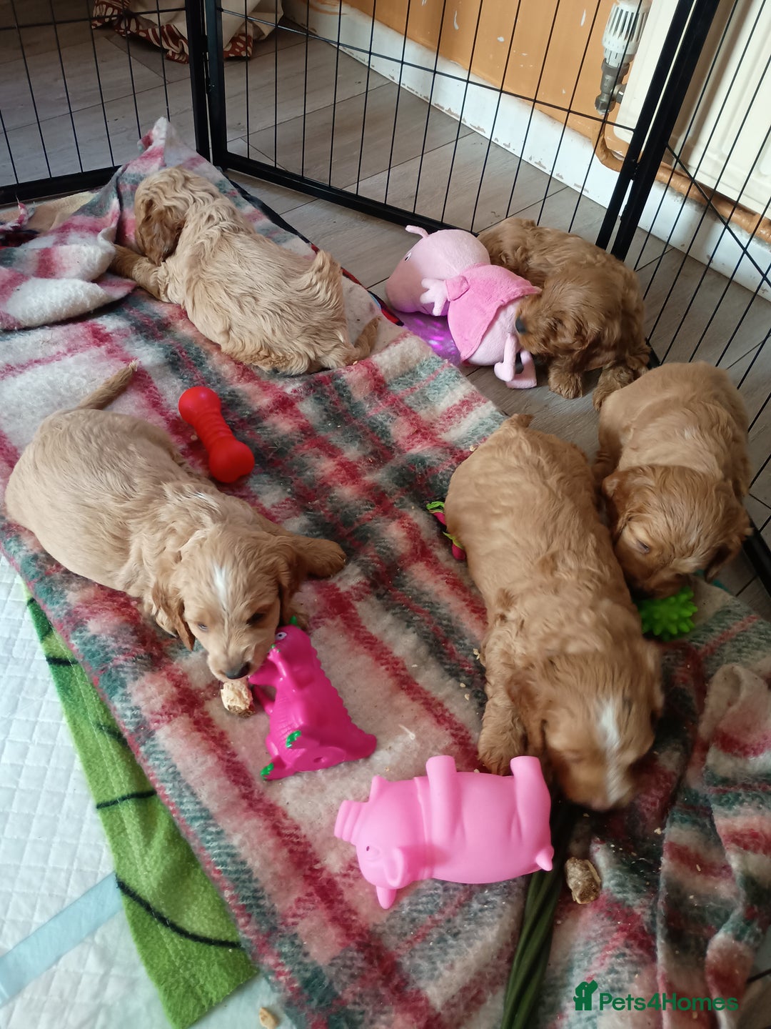 Cockapoo dogs for sale: Beautiful Cockapoo Pups  - Image 21