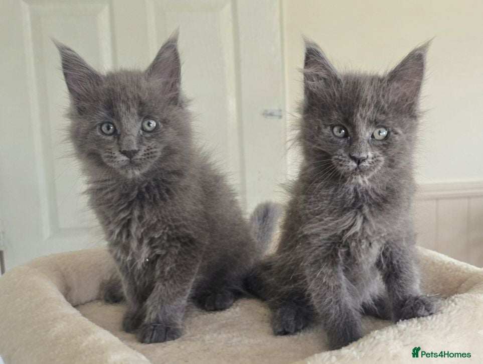 Maine Coon cats Maine coon kittens - Advert 6