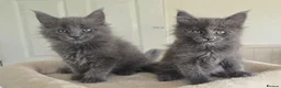 Maine Coon cats for sale: Maine coon kittens - Advert 16