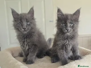 Maine Coon cats Maine coon kittens - Advert 2