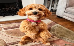 Cavapoochon dogs for sale: Cavapoochon Puppies –Ready Mid-October - Image 13