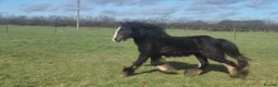 Welsh Section D horses for sale: 2 year old Elvis in Spilsby - Advert 7