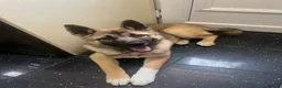 Huskita dogs for sale: Akita / Siberian husky - Advert 8