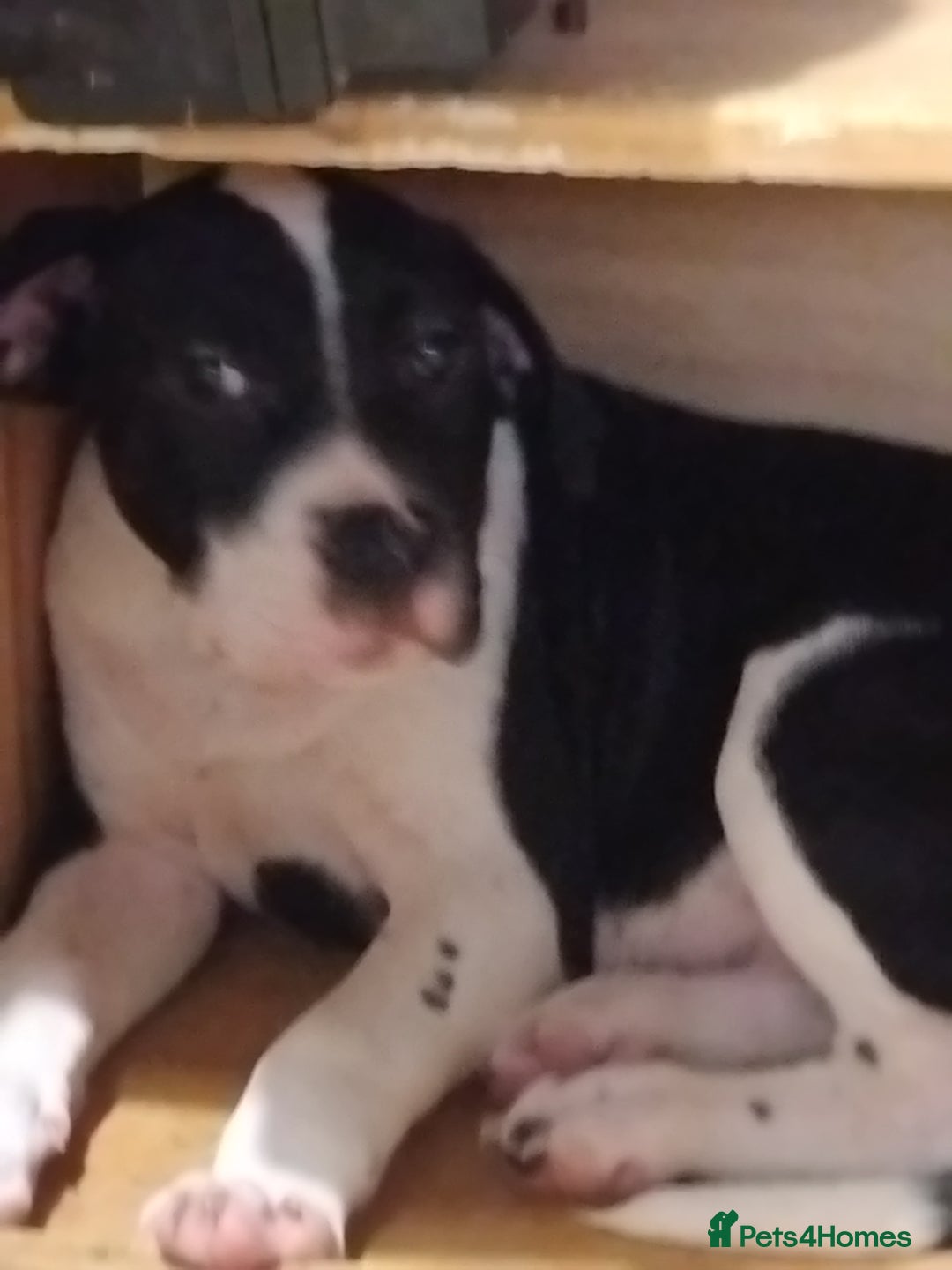 Mixed Breed dogs for sale: Two beautiful pups   - Advert 3