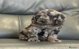 Cockapoo dogs for sale: Beautiful F1 Cockapoo puppies  - Image 9