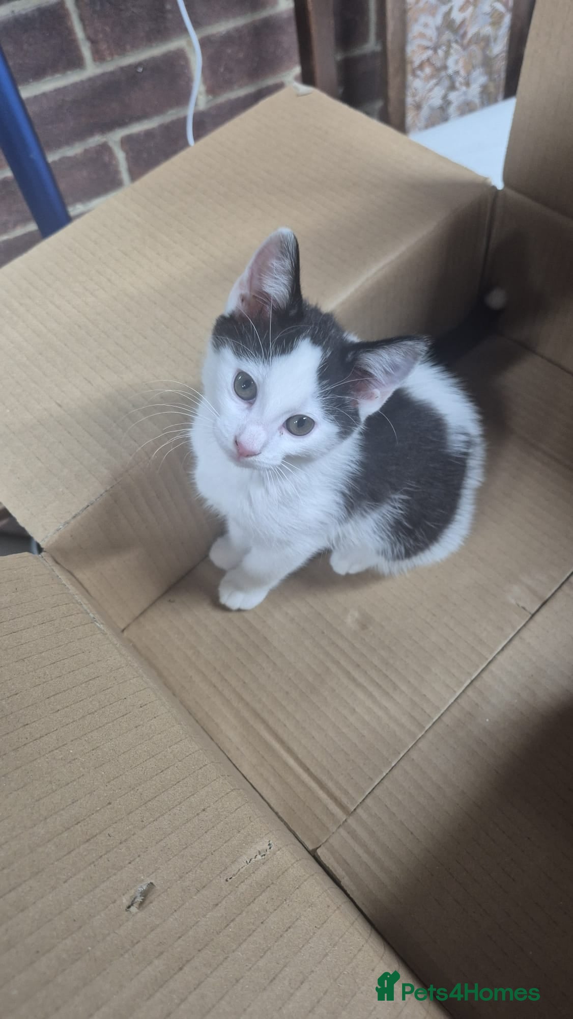 Domestic Shorthair cats Male kitten is looking for a new lovely home  - Advert 5