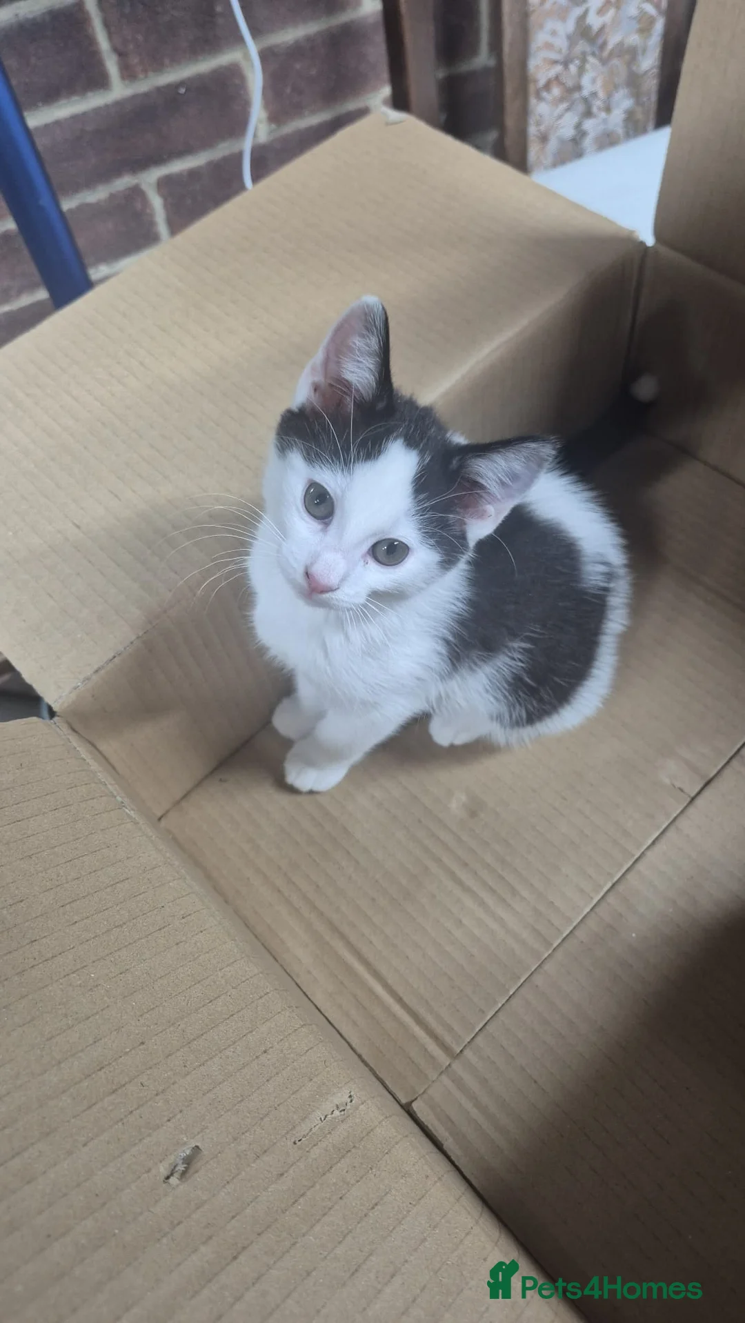 Domestic Shorthair cats for sale: Male kitten is looking for a new lovely home  - Advert 1