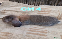 Mini Lop rabbits for sale: Three Beautiful Mini Lop Bunnies Left - Image 10