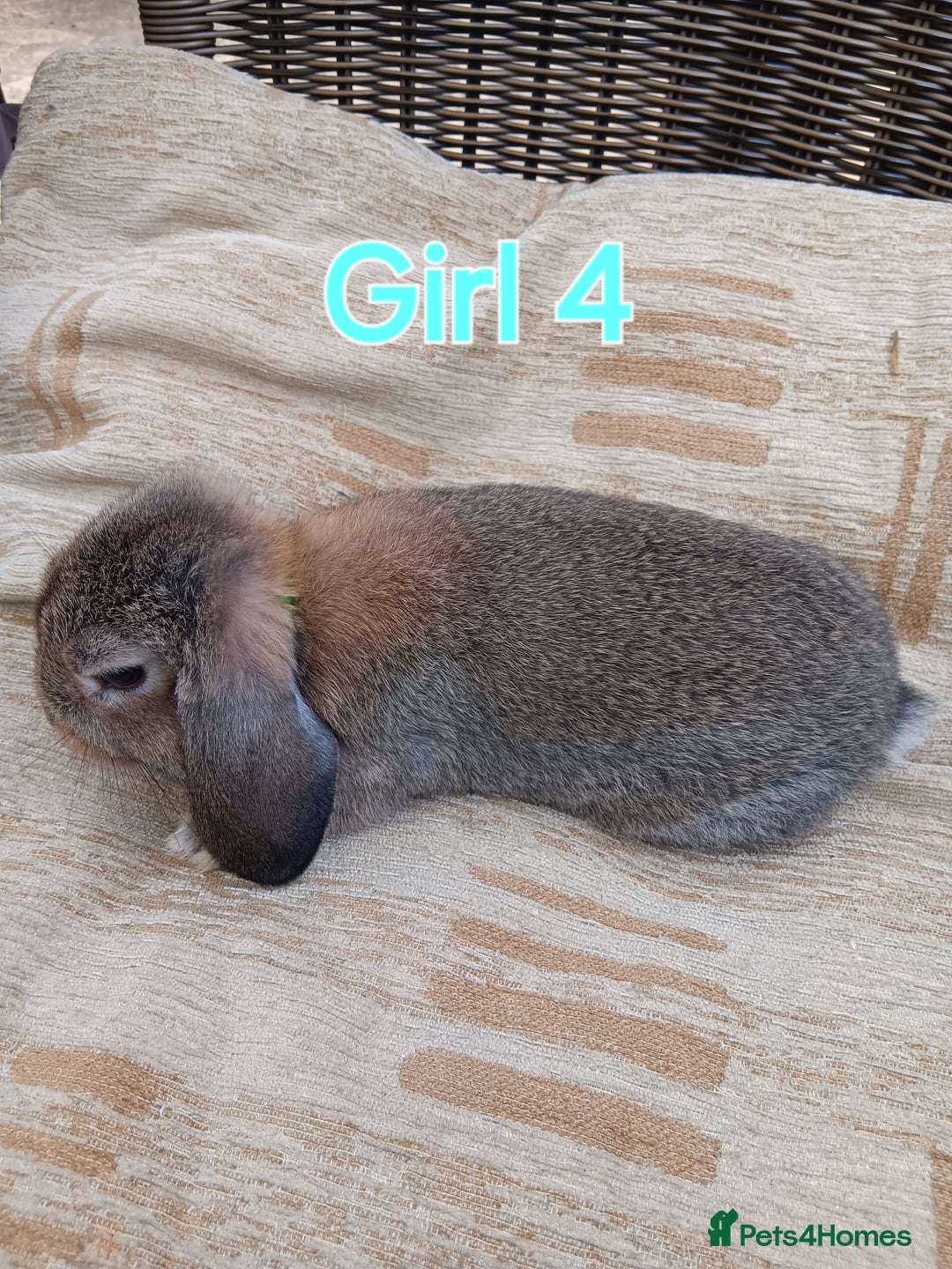 Mini Lop rabbits for sale: Three Beautiful Mini Lop Bunnies Left - Image 10