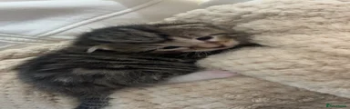 British Longhair Kitten 1