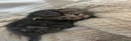 British Longhair cats for sale: Long haired kittens  - Advert 2