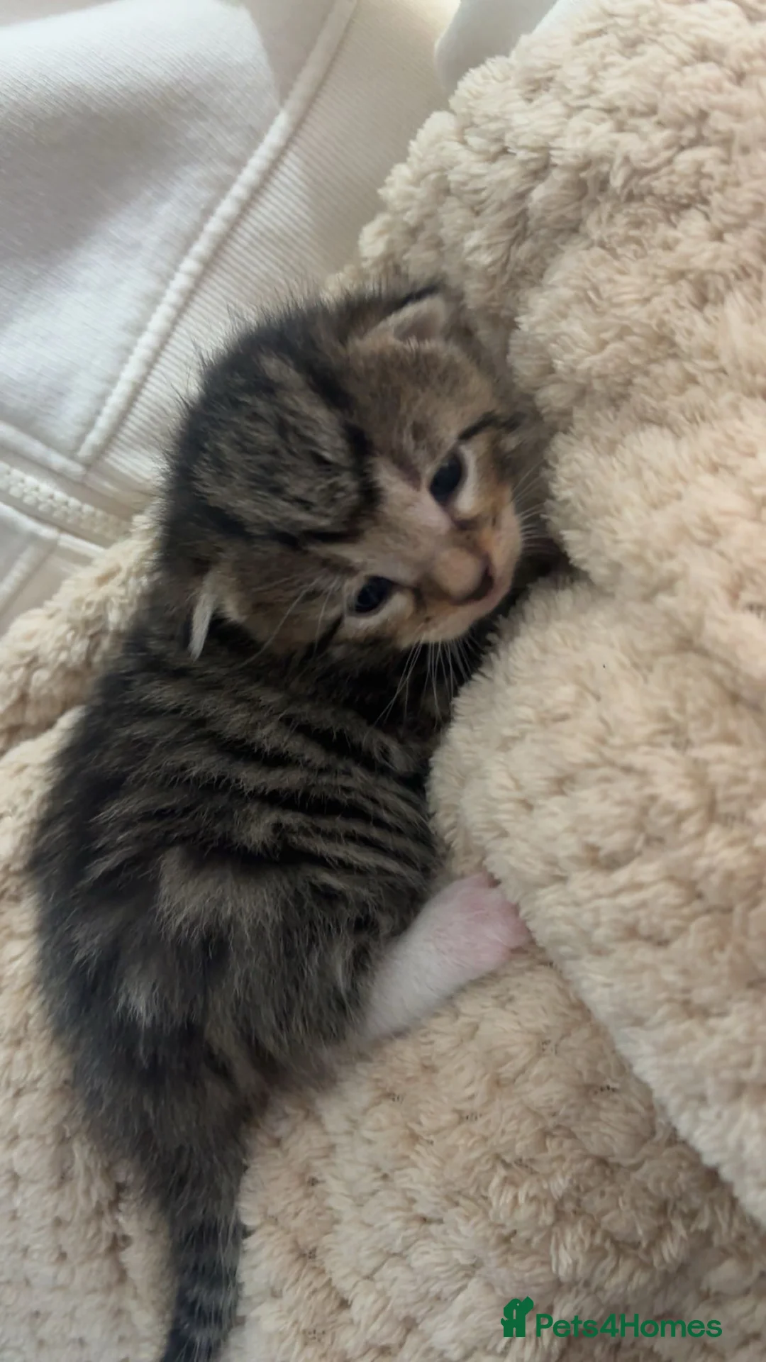 British Longhair cats for sale: Long haired kittens  - Advert 2