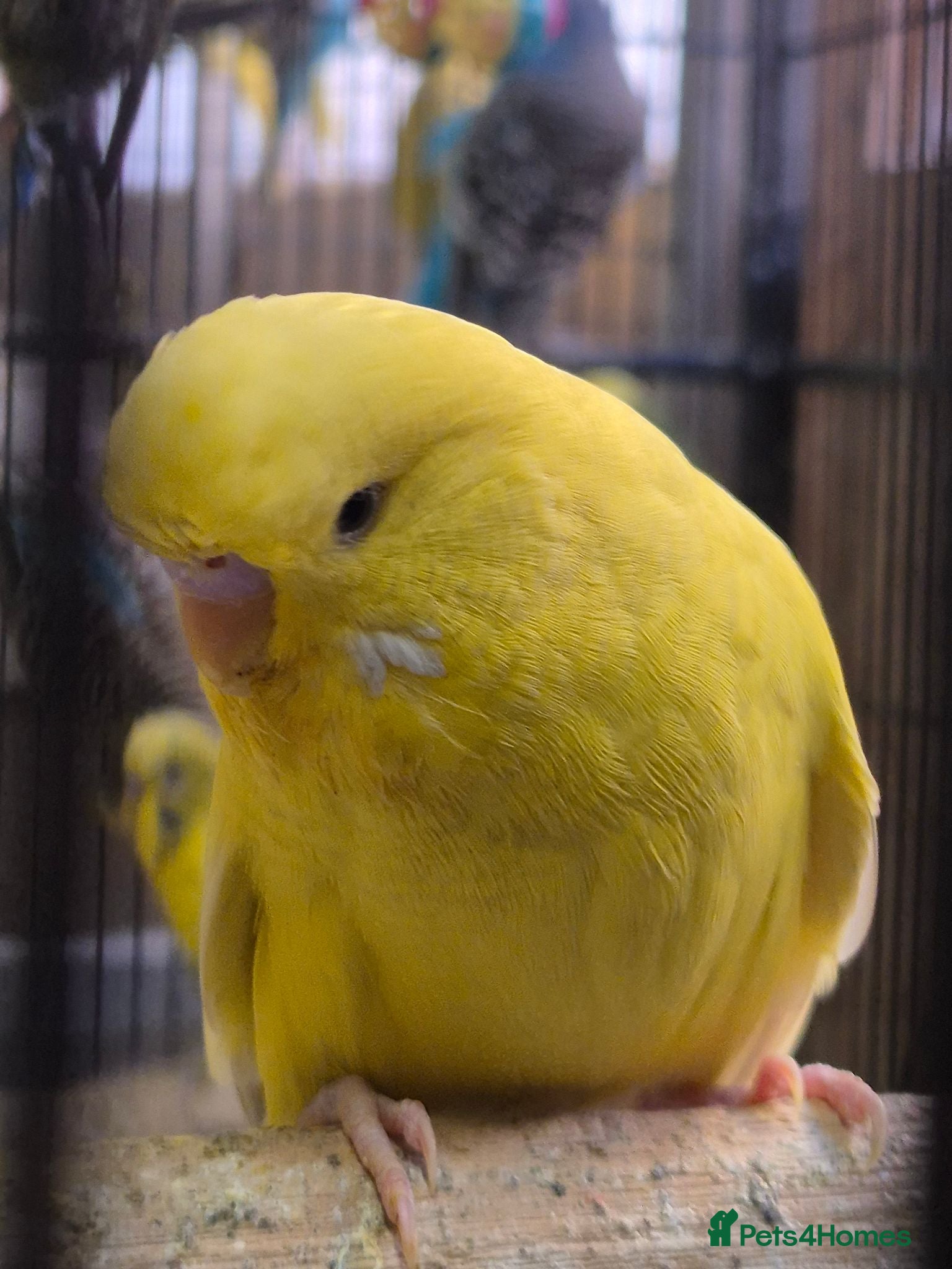 Budgerigars birds Hens variety colors - Advert 1