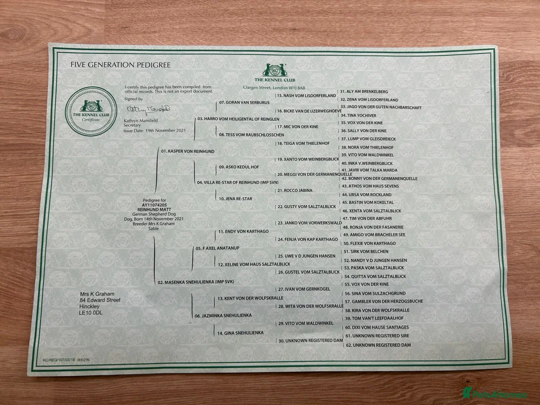 German Shepherd dogs for stud: German Shepherd for Stud in Huddersfield - Advert 7