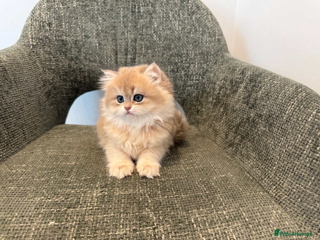 British Longhair cats for sale: Golden and Blue golden British longhairs - Advert 15