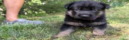 German Shepherd dogs for sale: Blood champions german shepherd puppies  in Hull - Advert 4